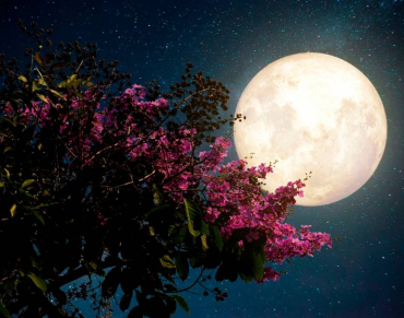 Лунный календарь для садоводов и огородников на апрель 2025 года