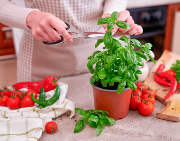 Как организовать огород на балконе