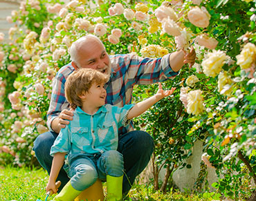 Шикарый розарий