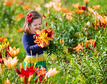 Луковицы цветов