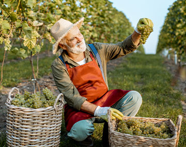 Виноградник